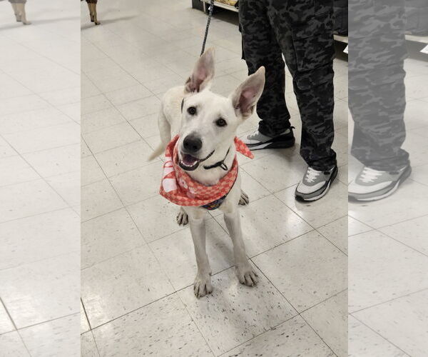 Medium Photo #1 Mutt Puppy For Sale in Minneapolis, MN, USA