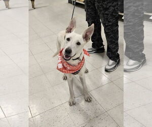 Mutt Dogs for adoption in Minneapolis, MN, USA