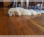 Small Photo #16 Golden Retriever Puppy For Sale in ARCHBALD, PA, USA