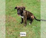 Small #2 Plott Hound Mix