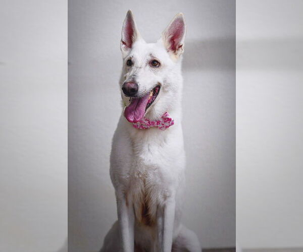 Medium Photo #8 German Shepherd Dog Puppy For Sale in Tampa, FL, USA