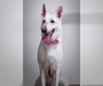 Small #7 German Shepherd Dog