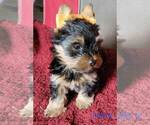 Small #10 Yorkshire Terrier