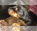 Small Photo #18 Doberman Pinscher Puppy For Sale in SCAPPOOSE, OR, USA
