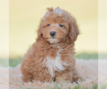 Small Photo #117 Goldendoodle (Miniature) Puppy For Sale in WARSAW, IN, USA