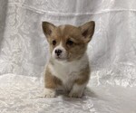 Small Pembroke Welsh Corgi
