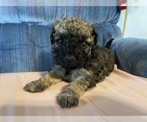 Poodle (Miniature)-YorkiePoo Mix Puppy for sale in CENTRAL POINT, OR, USA