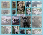 Puppy Light blue Cane Corso-Great Dane Mix