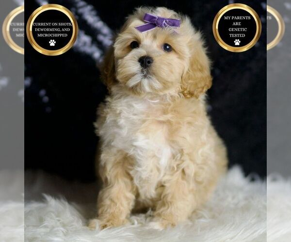 Medium Photo #98 Maltipoo Puppy For Sale in WARSAW, IN, USA