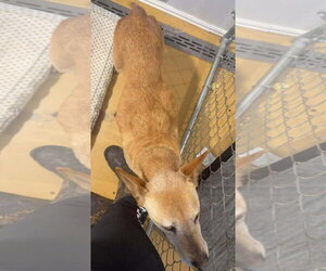 Helen (10yo, 40lbs) - Female Labrador Retriever-Unknown Mix Dog for Adoption - Photo #7