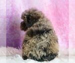 Small Photo #13 Poodle (Miniature) Puppy For Sale in WARSAW, IN, USA