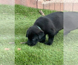 Labrador Retriever-Unknown Mix Dogs for adoption in OKLAHOMA CITY, OK, USA