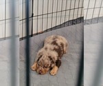 Small Photo #5 Australian Shepherd Puppy For Sale in RAYMORE, MO, USA