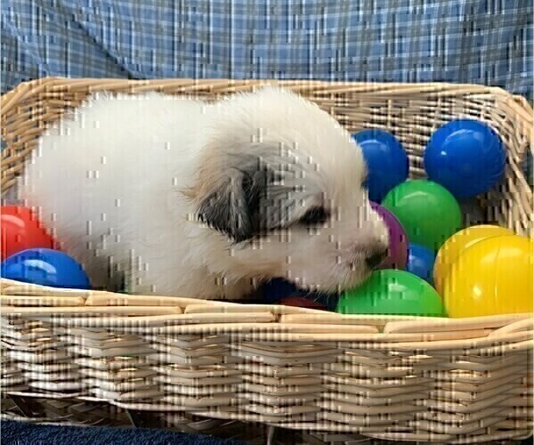 Medium Photo #4 Great Pyrenees Puppy For Sale in MOUNT AIRY, NC, USA