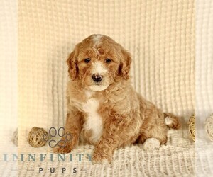 Goldendoodle (Miniature) Puppy for sale in GORDONVILLE, PA, USA