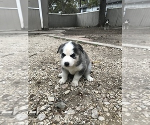 Siberian Husky Puppy for sale in SAN ANTONIO, TX, USA