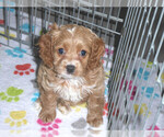 Small Photo #15 Cocker Spaniel-Poodle (Miniature) Mix Puppy For Sale in ORO VALLEY, AZ, USA