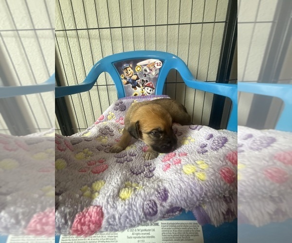 Medium Photo #4 Cattledog Shepherd Puppy For Sale in LULING, TX, USA