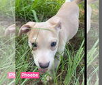 Small #5 American Pit Bull Terrier-Labrador Retriever Mix