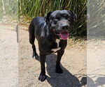 Small #1 Labrador Retriever Mix