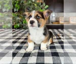 Pembroke Welsh Corgi Puppy for sale in GREENWOOD, IN, USA