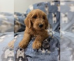 Small #3 Goldendoodle