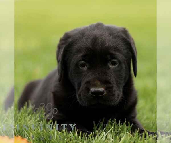 Medium Photo #4 Labrador Retriever Puppy For Sale in RONKS, PA, USA
