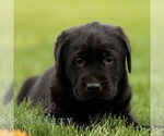 Small #3 Labrador Retriever