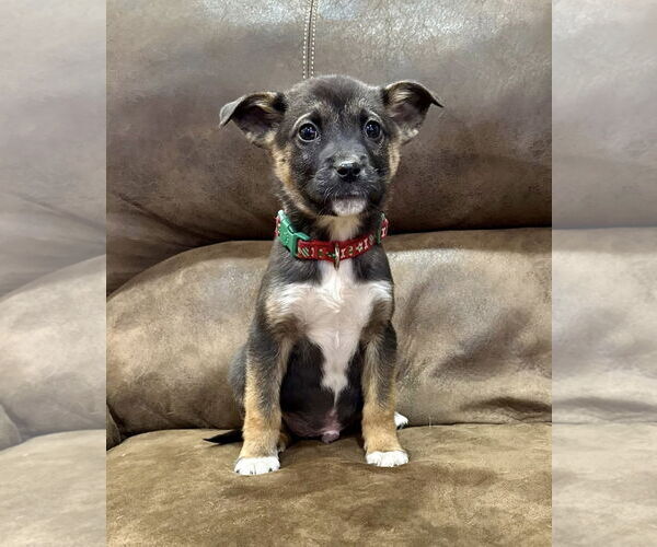 Medium Photo #3 Shepradors Puppy For Sale in Princeton, MN, USA