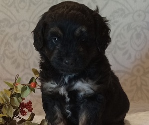 Aussiedoodle Toy Puppy for sale in MILFORD, IN, USA