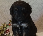 Litter of 7 - Male(s) and Female(s) Aussiedoodle ToyLitter of Puppies for Sale - Small photo