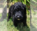 Small Photo #7 Goldendoodle Puppy For Sale in KANSAS CITY, MO, USA