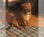 Small #3 Basset Hound-Labrador Retriever Mix
