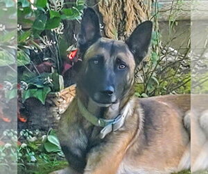 Jett- Located in California - Male German Shepherd Dog-Unknown Mix Dog for Adoption - Photo #4