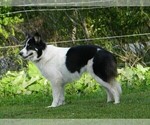 Small Photo #1 Border Collie Puppy For Sale in LUBLIN, WI, USA
