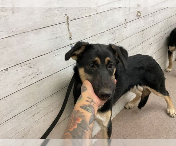 Medium Photo #1 Gerberian Shepsky Puppy For Sale in San Bernardino, CA, USA