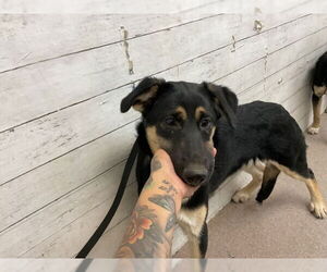 Gerberian Shepsky Dogs for adoption in San Bernardino, CA, USA