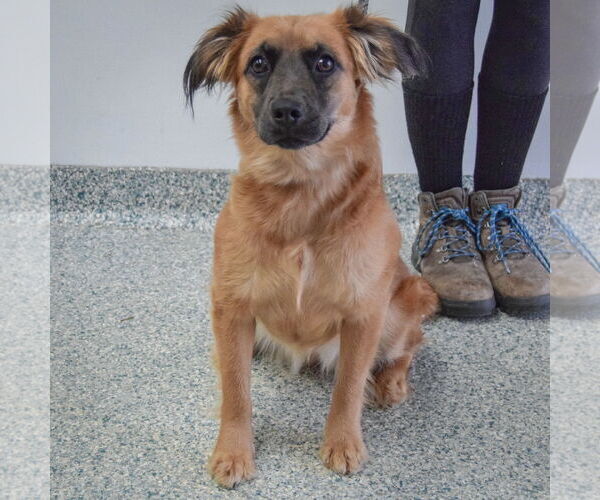 Medium Photo #3 Boxer-Colonial Cocker Spaniel Mix Puppy For Sale in Huntley, IL, USA