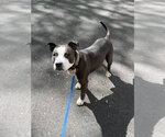 Small #19 American Pit Bull Terrier-American Staffordshire Terrier Mix