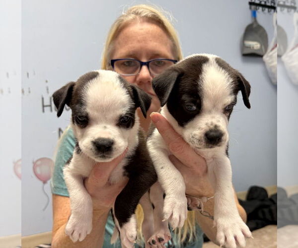 Medium Photo #3 Mutt Puppy For Sale in GILBERTS, IL, USA