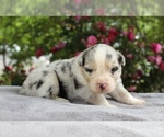 Puppy Zorro Australian Shepherd