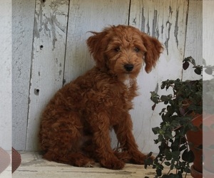 Poodle (Miniature) Puppy for sale in FREDERICKSBURG, OH, USA