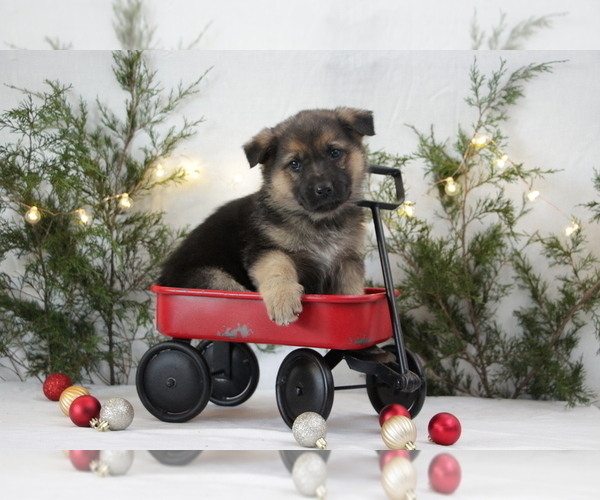 Medium Photo #2 German Shepherd Dog Puppy For Sale in AUBURN, KY, USA