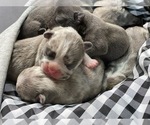 Small Photo #2 French Bulldog Puppy For Sale in HAMPTON, GA, USA