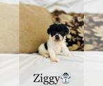 Small Photo #9 Cockapoo Puppy For Sale in ALGOOD, TN, USA