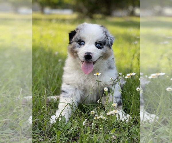 Medium Photo #5 Australian Shepherd Puppy For Sale in WESLEY CHAPEL, FL, USA