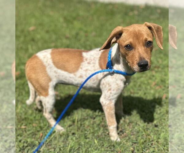 Medium Photo #3 Beagle-Chihuahua Mix Puppy For Sale in Yardley, PA, USA