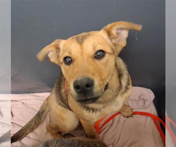 Medium Photo #1 Texas Heeler Puppy For Sale in Bakersfield, CA, USA