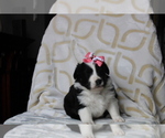 Small Photo #4 Australian Shepherd Puppy For Sale in TERREBONNE, OR, USA