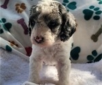 Puppy 7 Goldendoodle (Miniature)